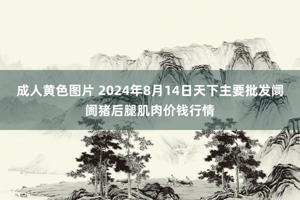 成人黄色图片 2024年8月14日天下主要批发阛阓猪后腿肌肉价钱行情